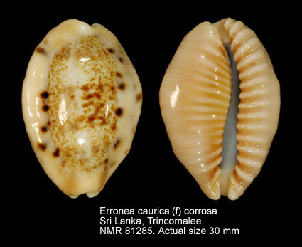Erronea caurica (f) corrosa.jpg - Erronea caurica (f) corrosa (Gronovius,1781)